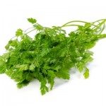 Chervil